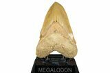 Serrated, Fossil Megalodon Tooth From Morocco - Rare Location #352991-1